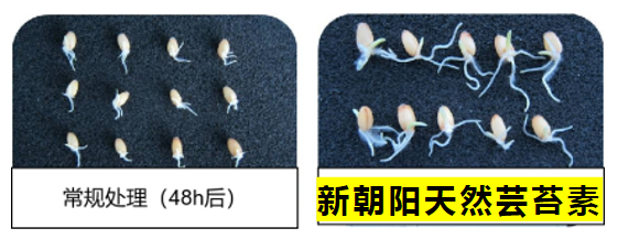 小麥拌種選新朝陽天然蕓苔素，讓小麥高產贏在起跑線上?。ㄐ←溤谑裁磿r候用蕓苔素效果最佳）